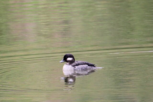 Bufflehead