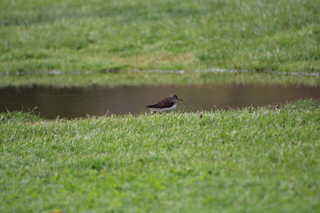 Solitary Sandpiper