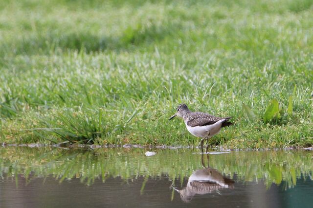 Solitary Sandpiper