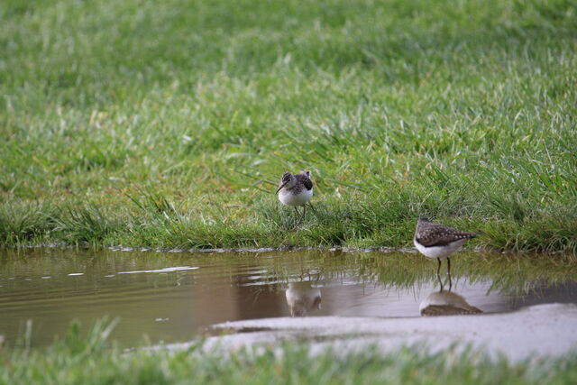 Solitary Sandpiper
