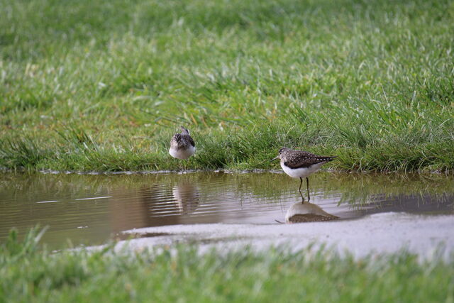 Solitary Sandpiper