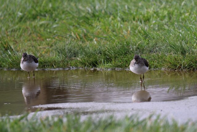 Solitary Sandpiper