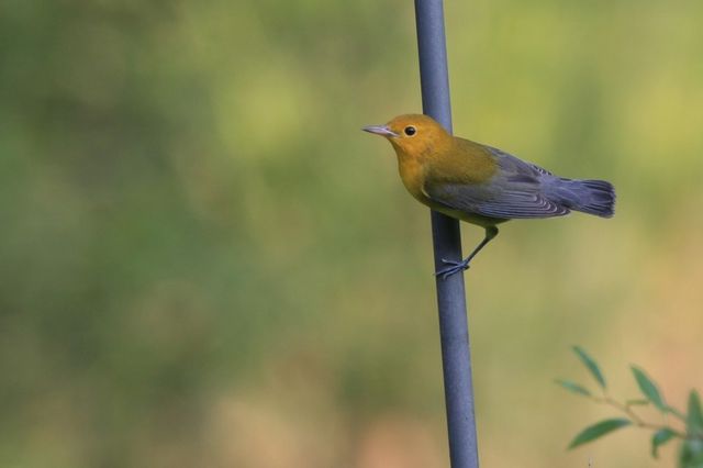 Prothonotary Warbler