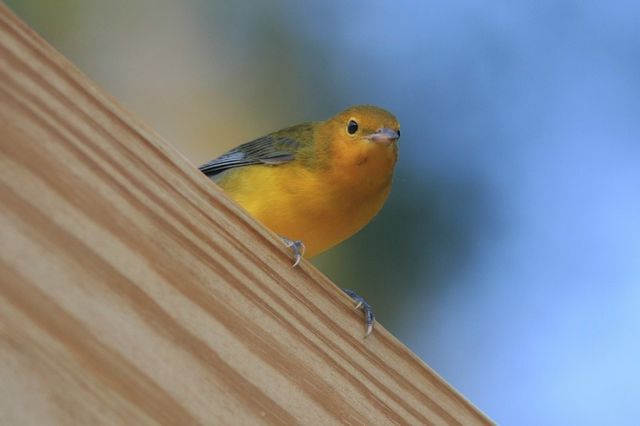Prothonotary Warbler