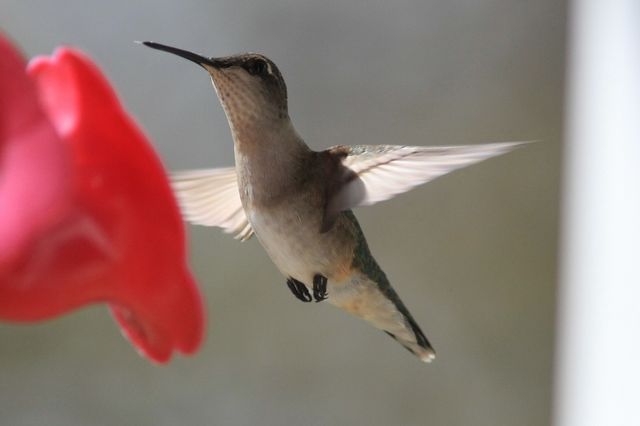 ruby throated hummingbird predators ruby throated hummingbird predators