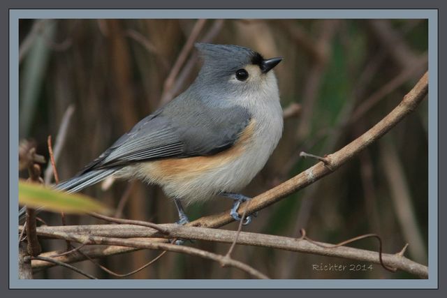 Tufted Titmouse