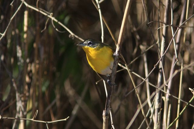 Yellow-breasted Chat