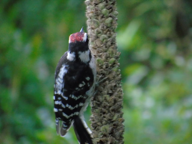 Downy Woodpecker