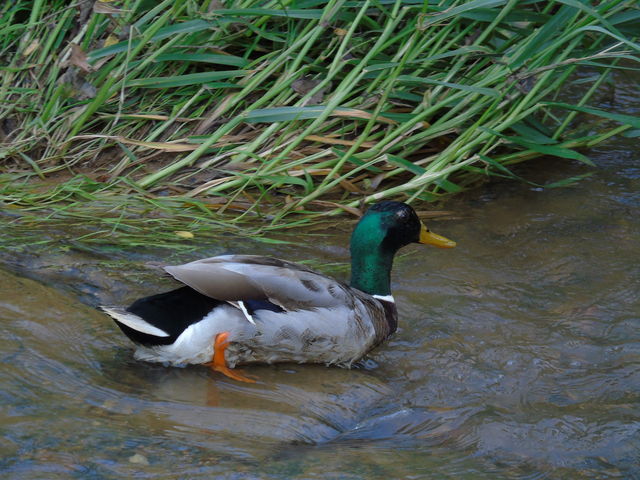 Mallard