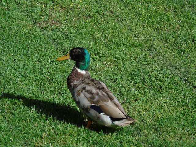 Mallard
