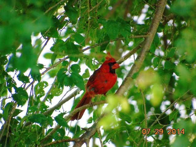 Northern Cardinal