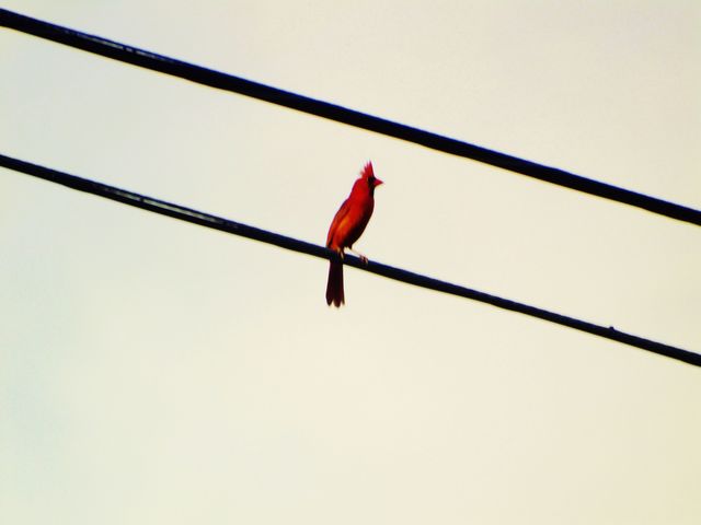 Northern Cardinal