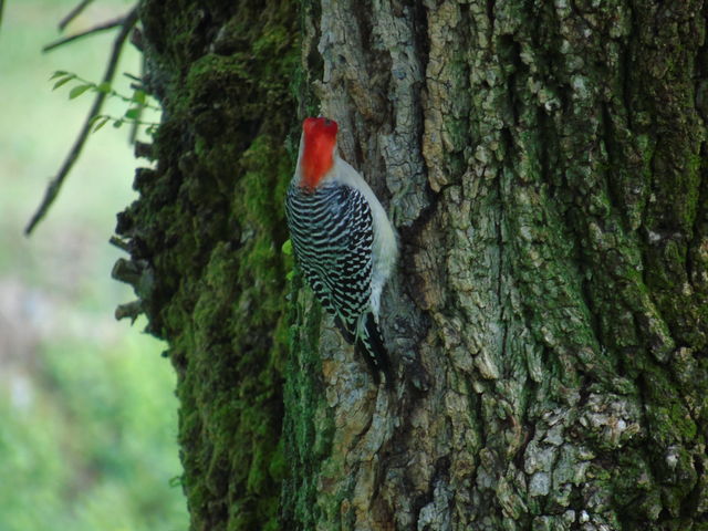 Red-bellied Woodpecker