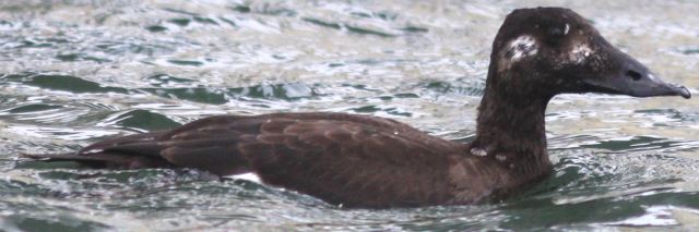 White-winged Scoter