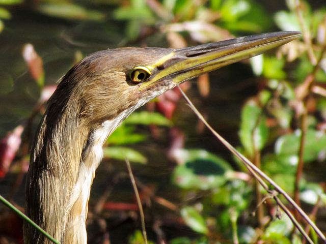American Bittern