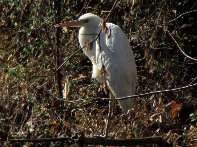 Great Blue Heron (White form)