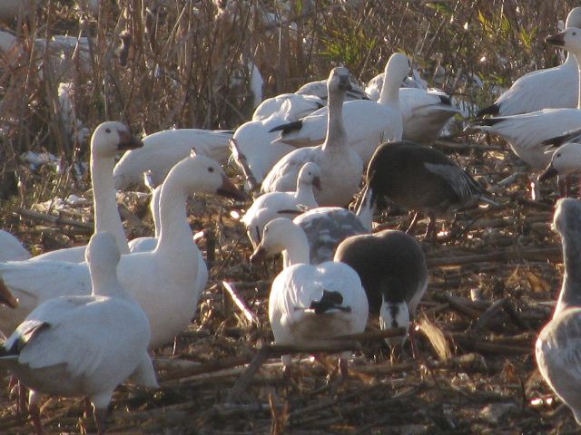 Ross's Goose
