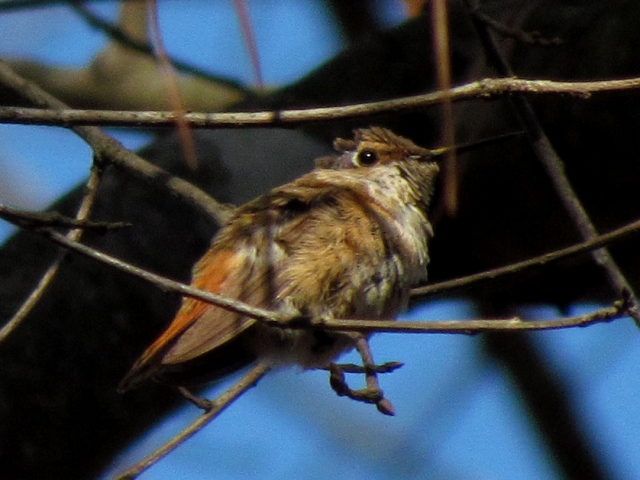 Rufous Hummingbird