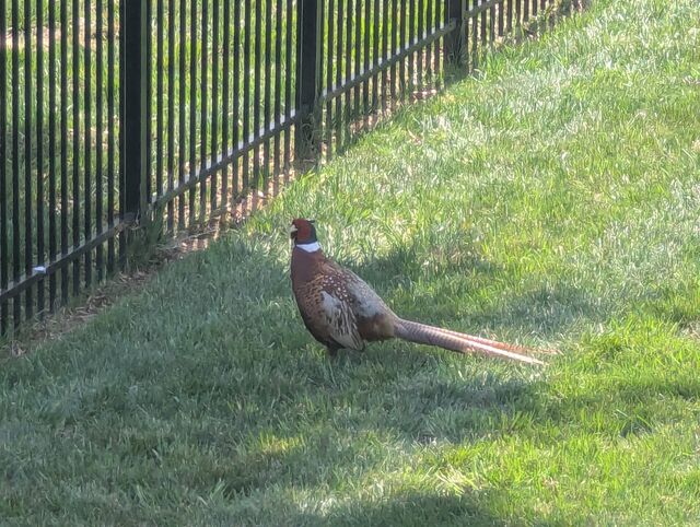 Ring-necked Pheasant