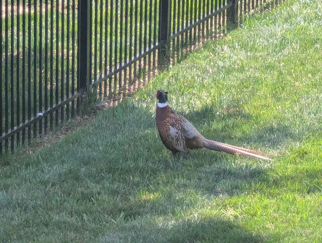 Ring-necked Pheasant