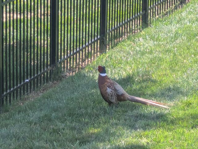 Ring-necked Pheasant