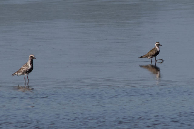 American Golden-Plover