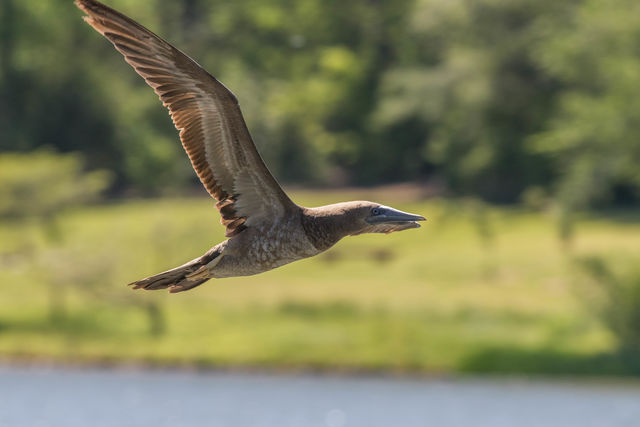 Brown Booby