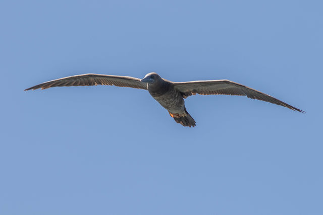 Brown Booby