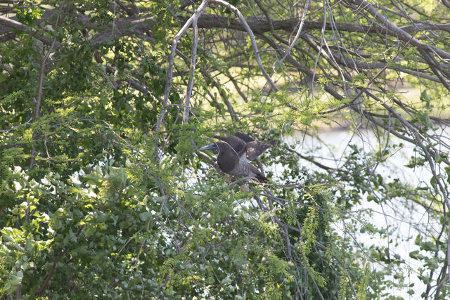 Brown Booby