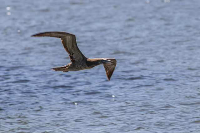 Brown Booby