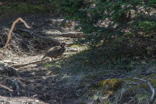 Chukar