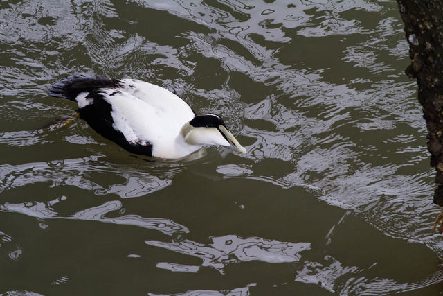 Common Eider