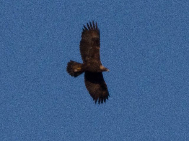 Golden Eagle