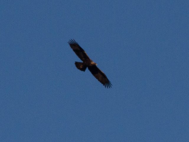 Golden Eagle