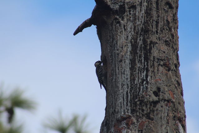 Red-cockaded Woodpecker