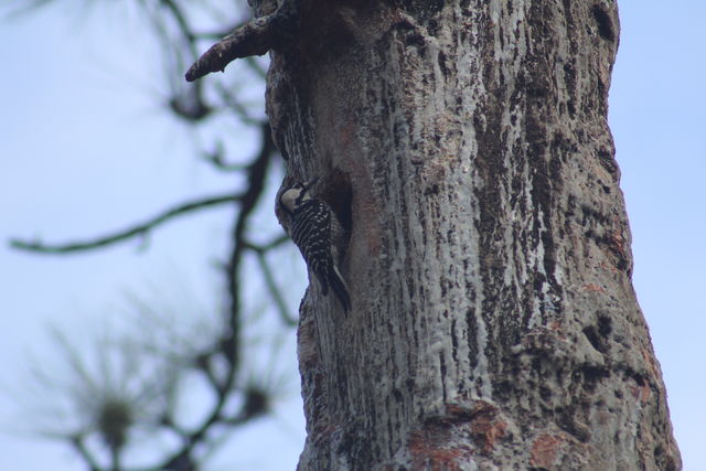 Red-cockaded Woodpecker