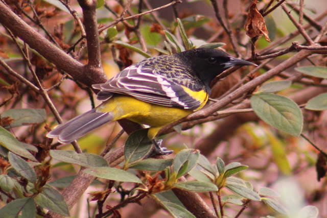 Scott's Oriole
