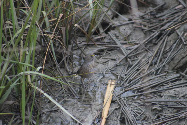 Seaside Sparrow