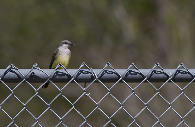 Western Kingbird