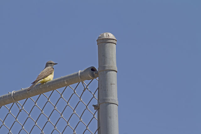 Western Kingbird