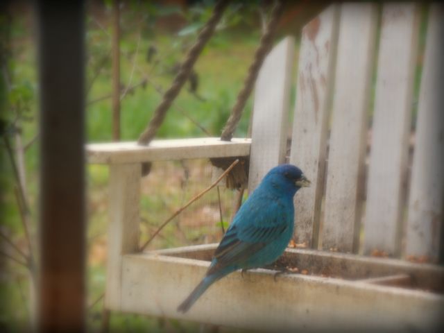 Indigo Bunting