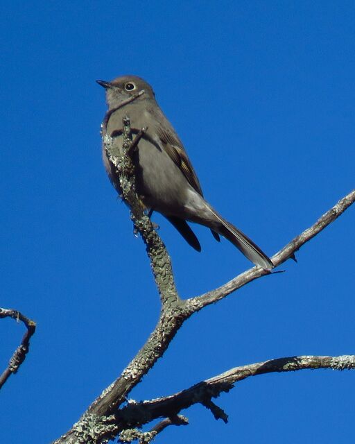 Townsend's Solitaire