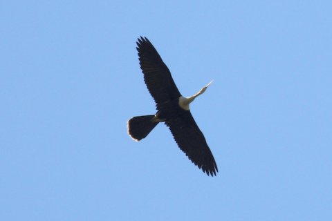 Anhinga