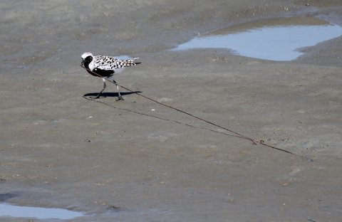 Black-bellied Plover