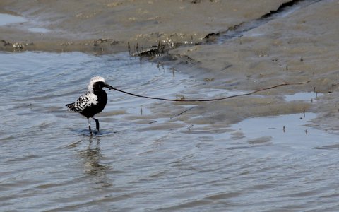Black-bellied Plover