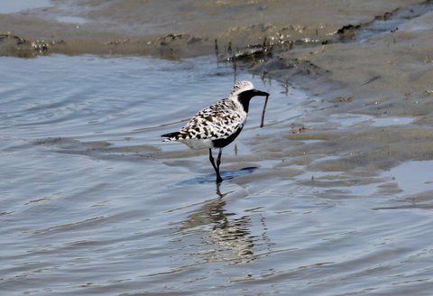 Black-bellied Plover