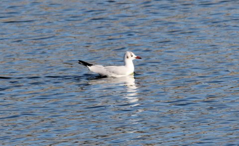 Black-headed Gull