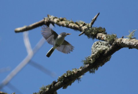 Blue-gray Gnatcatcher