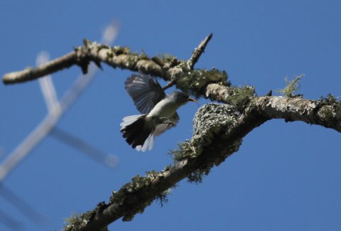 Blue-gray Gnatcatcher