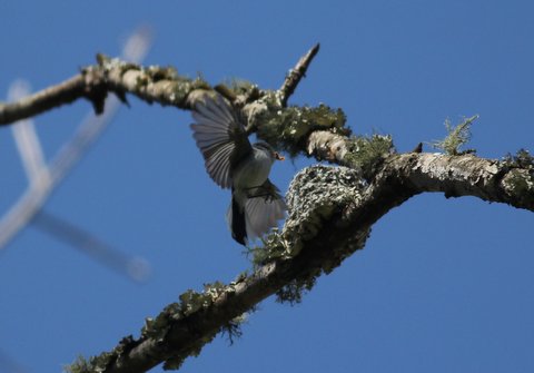 Blue-gray Gnatcatcher